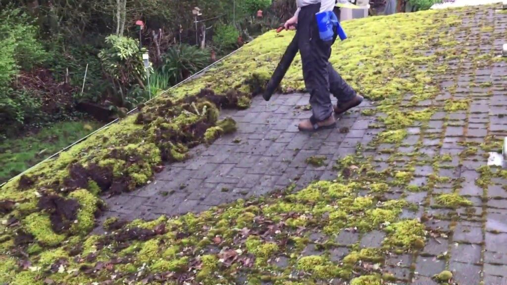 A person walking on the sidewalk with moss growing all over it.